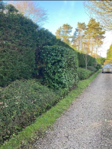hedge trimming