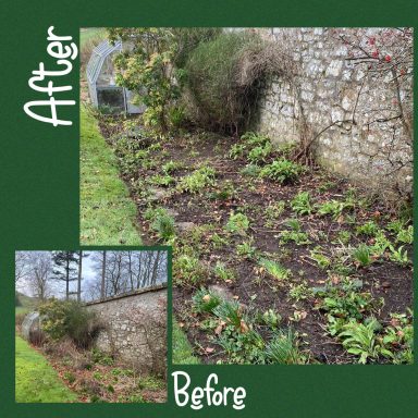 Garden Clearance weeding 