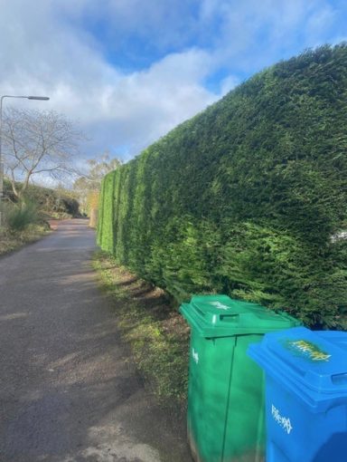 hedge trimming