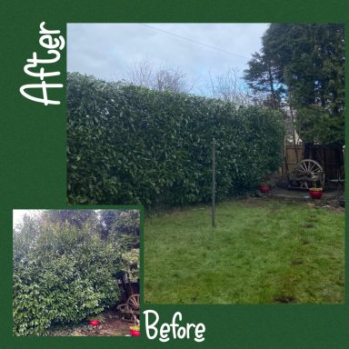 garden clearance hedge cut