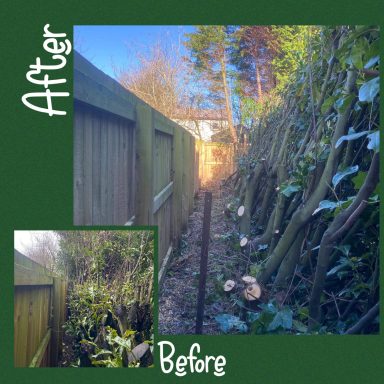 Hedge cutting garden clearance